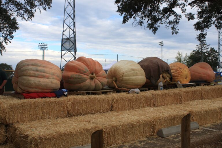 Dynia ważąca 997,90 kg. Joe Jutras ustanowił rekord świata